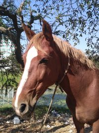 Close-up of horse against trees