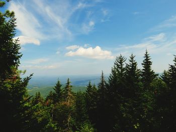 View of trees against blue sky and clouds