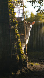 View of a horse on a tree
