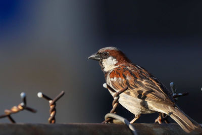 Close-up of birds perching on wood