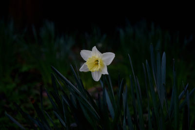 Close-up of white flowering plant on field
