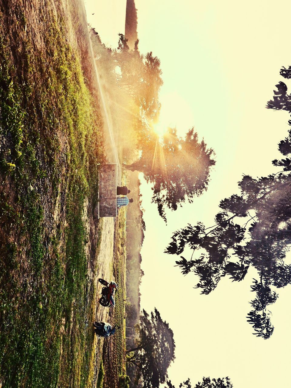 SUN SHINING THROUGH TREES ON SUNNY DAY