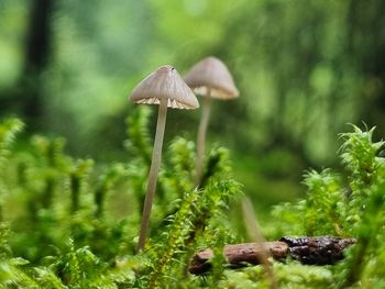 Close-up of mushroom growing in forest
