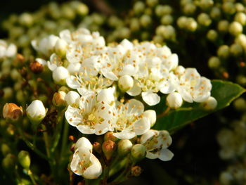 Close-up of white flowering plant