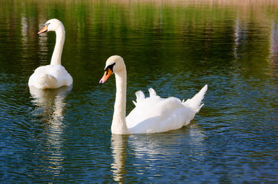 Swans swimming in lake