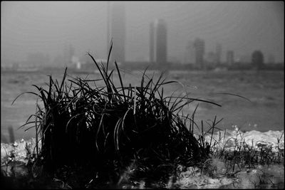 Plants growing on field against sky in city