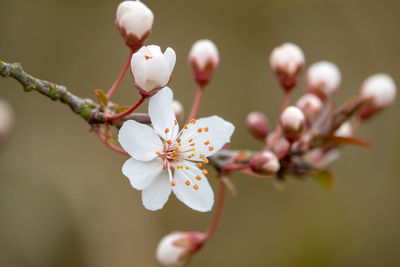 Close-up of cherry blossoms in spring