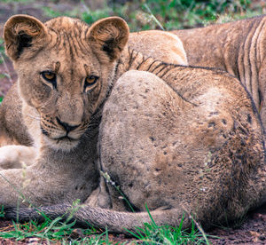 Portrait of lion lying in grass