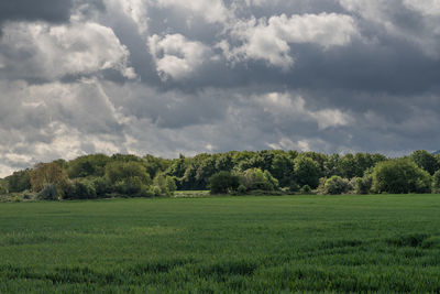 Gramatic sky over a grove and a rye field.