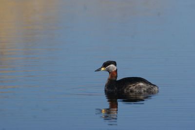 Duck swimming in lake