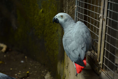 Close-up of parrot perching in cage