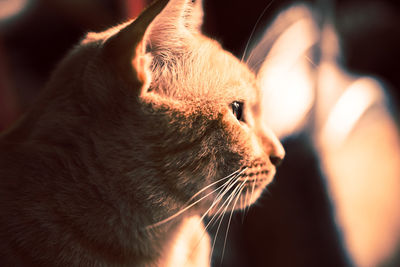 Close-up of cat looking away