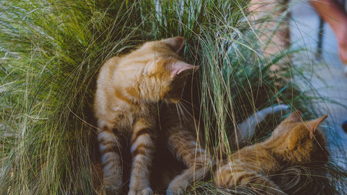 View of a cat looking away