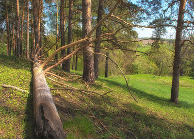 Trees on grassy field