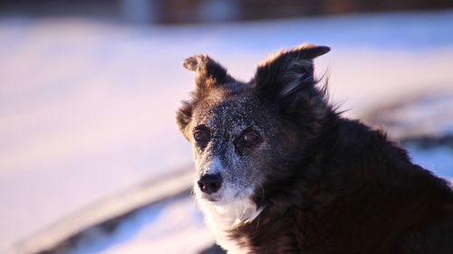 Close-up portrait of dog looking away