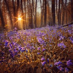 Purple flowers in field