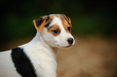Close-up of puppy looking away