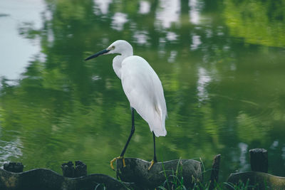 Bird perching on a lake