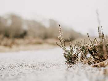 Close-up of frozen plants on land