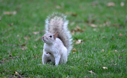 Squirrel on field