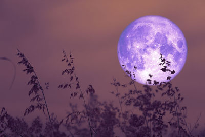 Rose moon on night sky back over silhouette grass, elements of this image furnished by nasa