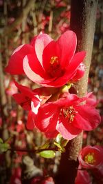 Close-up of pink flowers