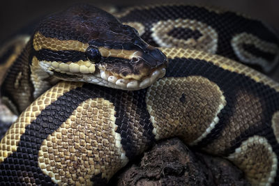 Close-up of snake in zoo