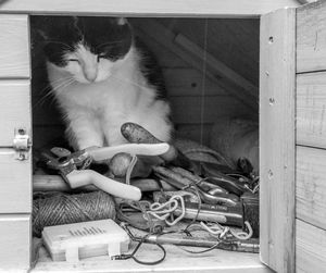 Portrait of cat sitting on wooden floor