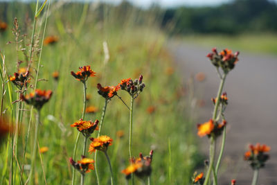 Close-up of flowering plants on field