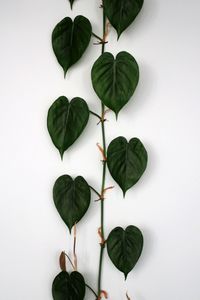 High angle view of leaves against white background