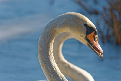 Close-up of swan