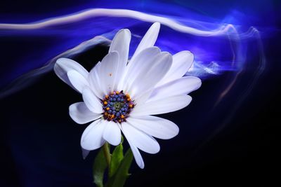 Close-up of white flower