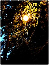 Low angle view of trees against sky