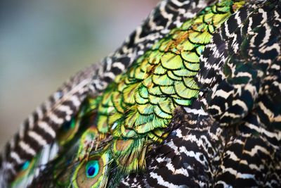 Close-up of peacock