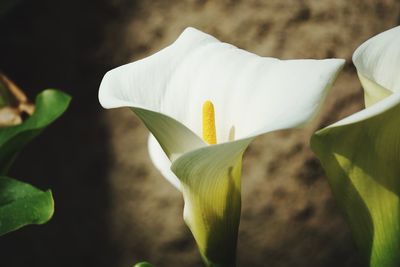 Close-up of white flowering plant