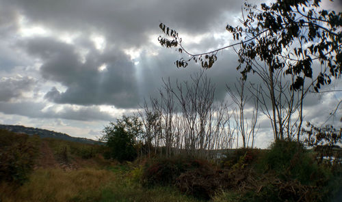 Plants growing on land against sky