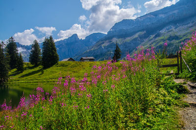 Scenic view of flowering plants and mountains against sky