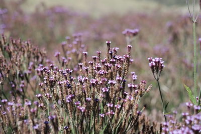 Close-up of pink flowering plants on field