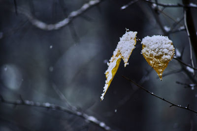 Close-up of frozen plant