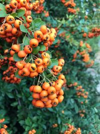 Close-up of oranges growing on tree