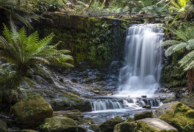 Scenic view of waterfall in forest