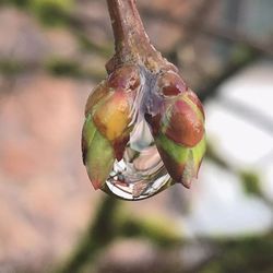 Close-up of fruits hanging on tree