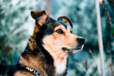 Close-up of dog