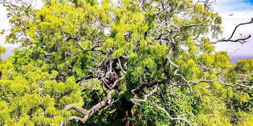 Plants and trees in forest