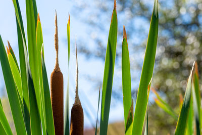 Low angle view of bamboo plants on field