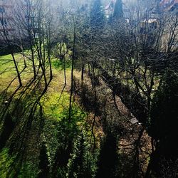 Full frame shot of tree trunk