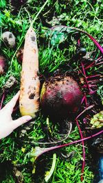 High angle view of mushroom growing on plant