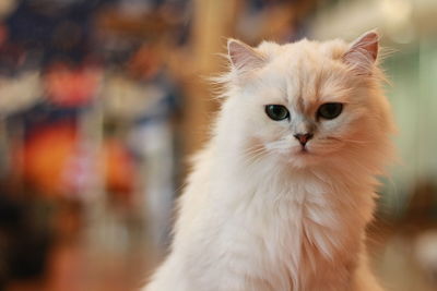 Close-up portrait of a cat