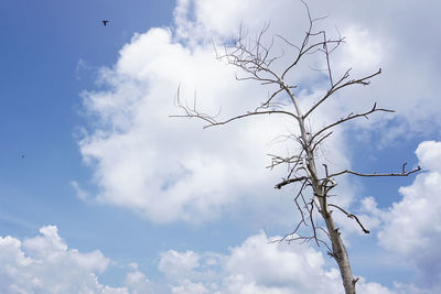 Low angle view of bare tree against sky