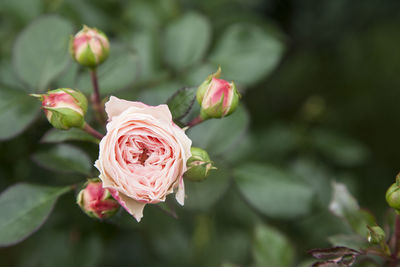 The beautiful wild pink rose on rosebush